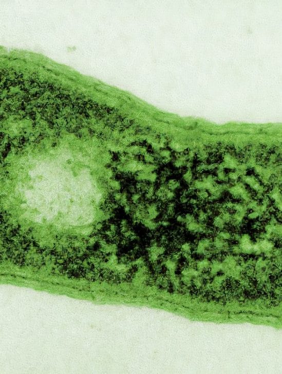 bacterie du desert developpe capacite unique photosynthese