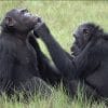 chimpanze automedication insecte plaie