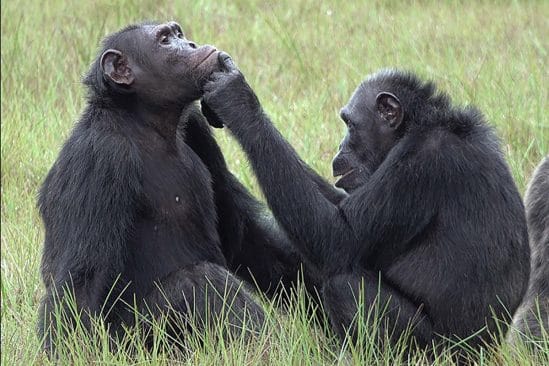 chimpanze automedication insecte plaie