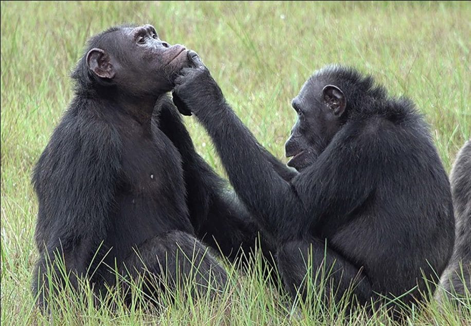 chimpanze automedication insecte plaie