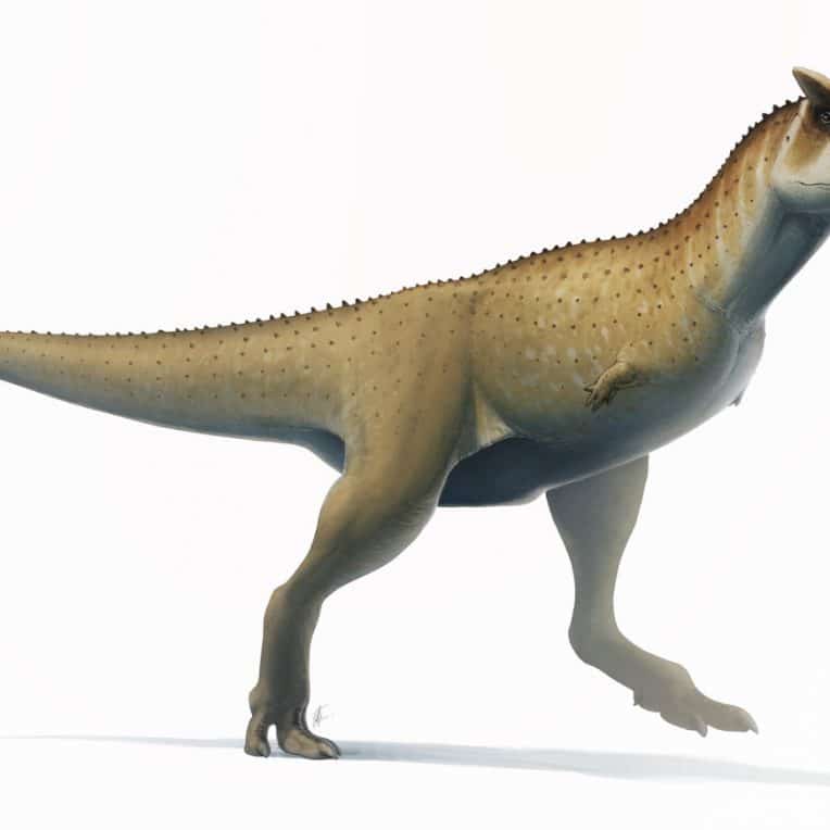 nouvelle espèce dinosaure nord Argentine