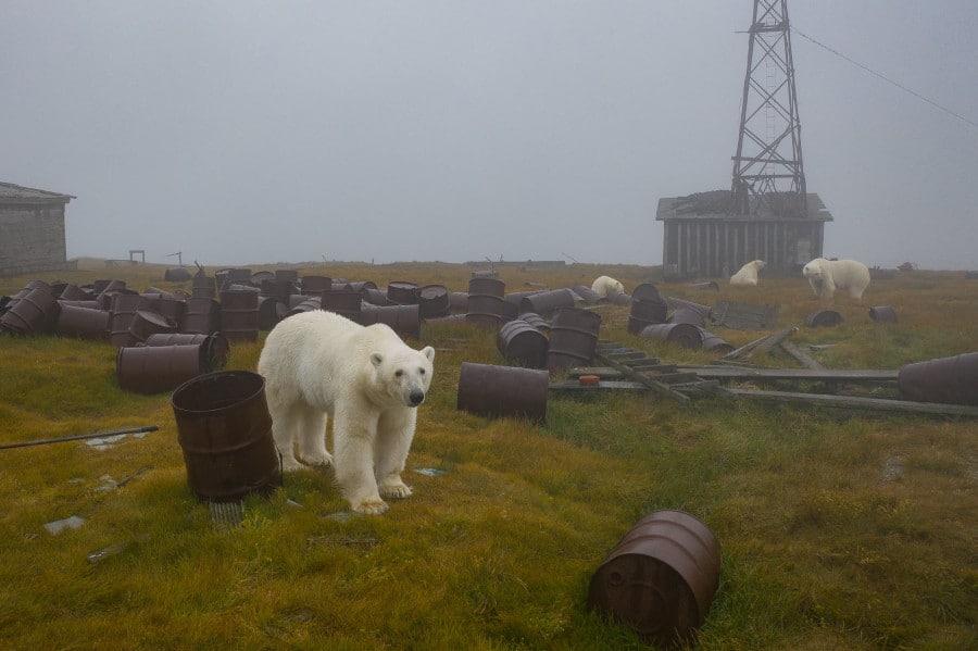 ours polaires île russe abandonnée
