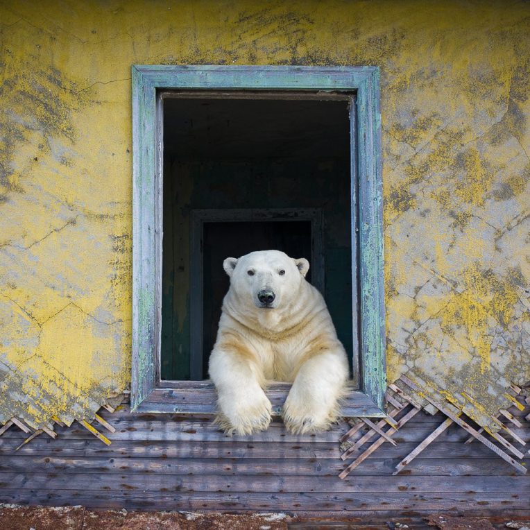 ours polaires village abandonné