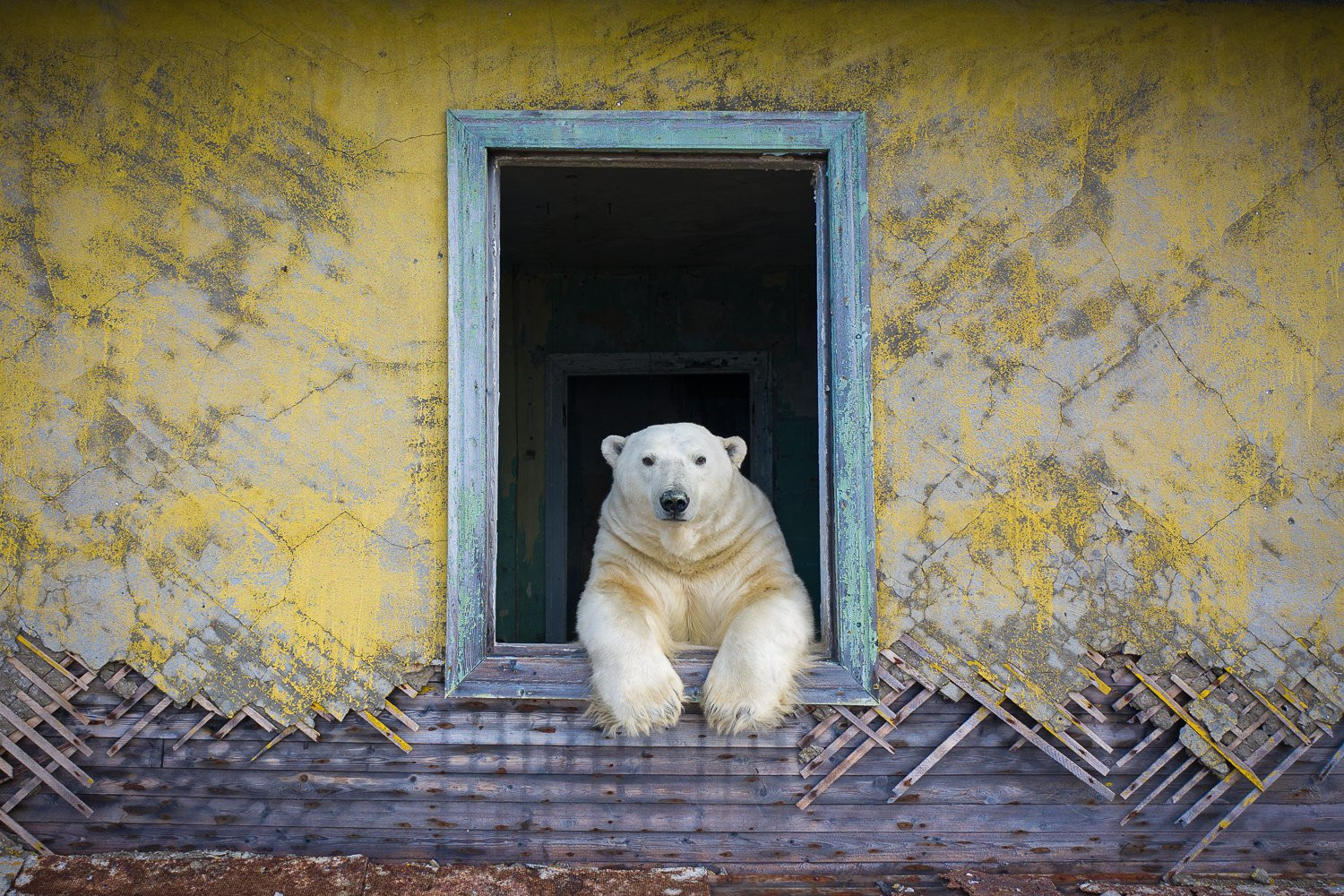 Des ours polaires s'approprient les maisons d'un village abandonné sur une  petite île russe