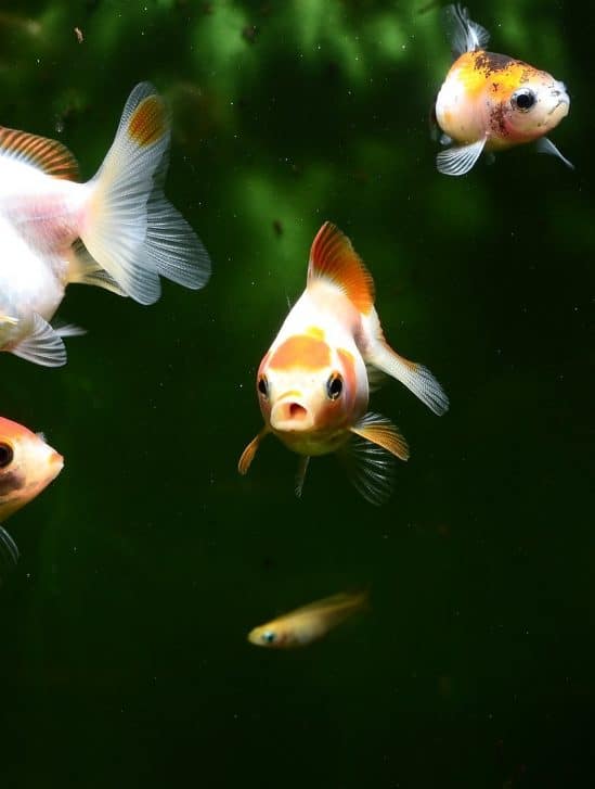 poissons produisent aussi sons pour communiquer