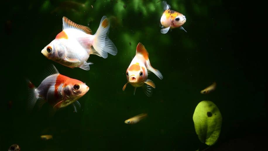 poissons produisent aussi sons pour communiquer