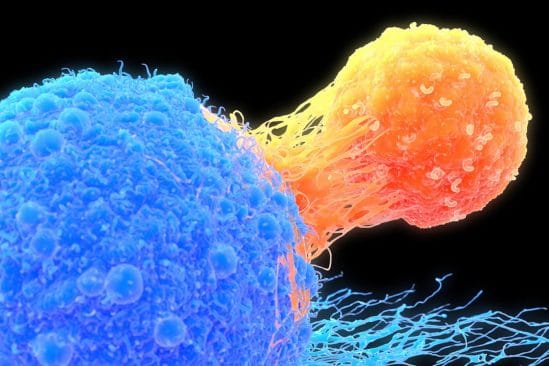 rajeunissement cellules immunothérapie