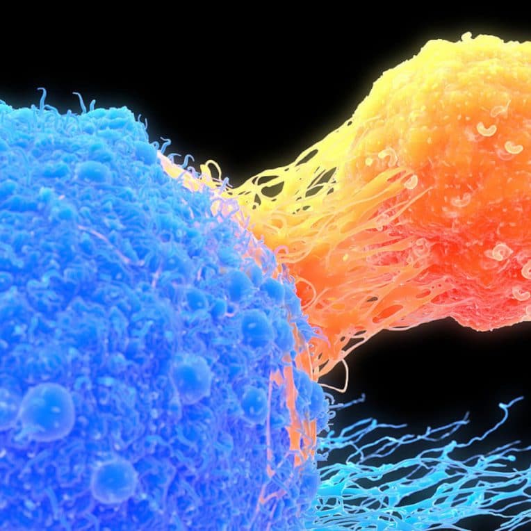 rajeunissement cellules immunothérapie