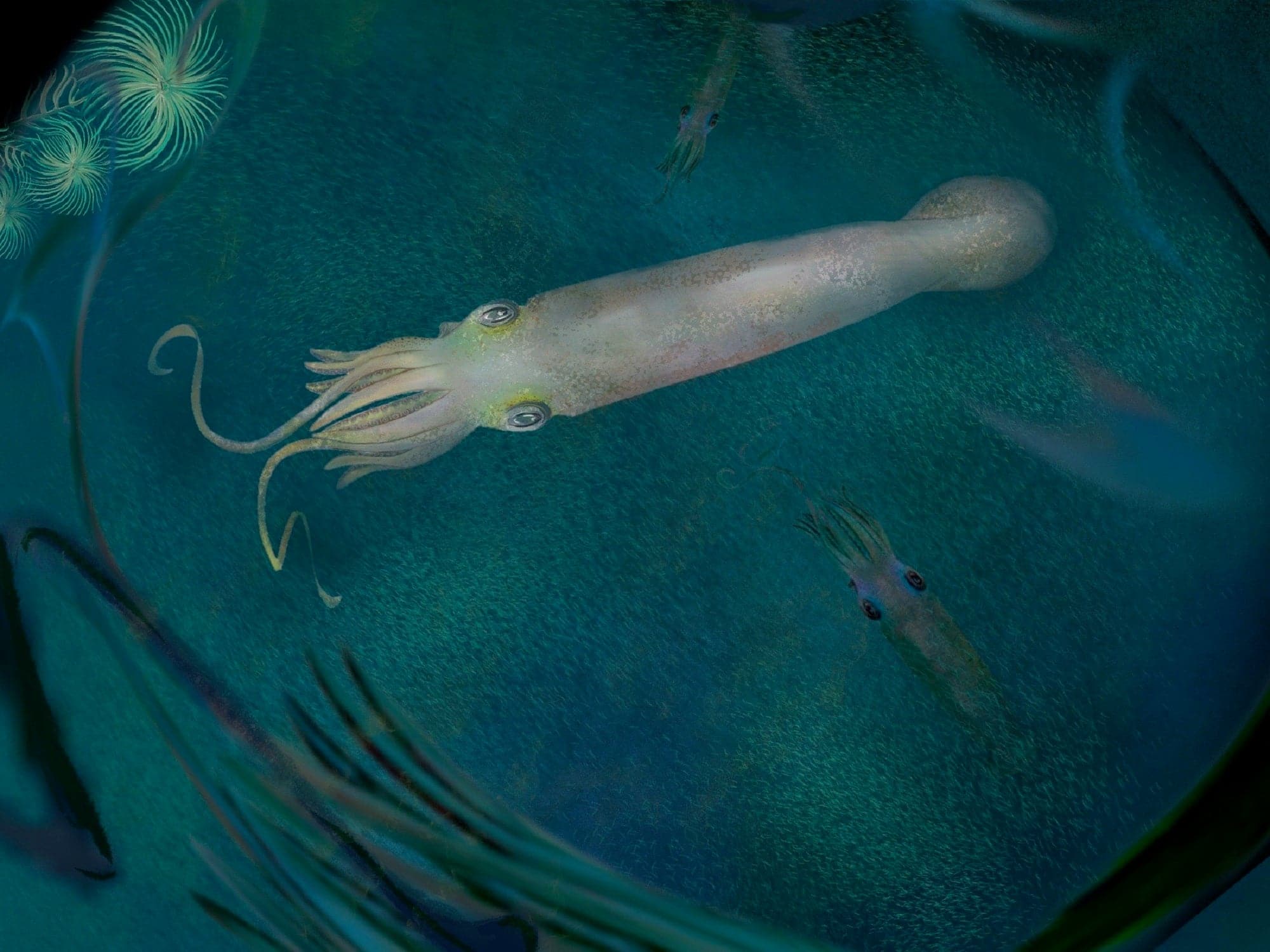 Ancetre calamar vampire dix tentacules couv