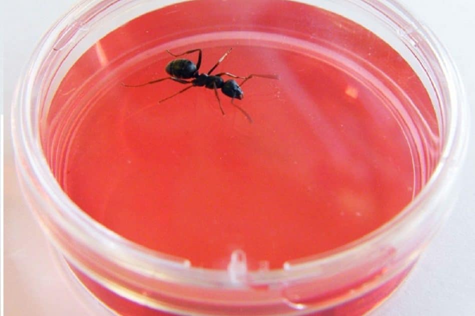 fourmis capables detecter odeur cancer
