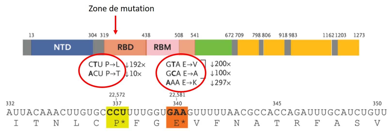 mutation sars cov 2 sotrovimab genome