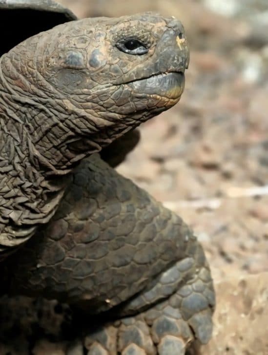 nouvelle espece tortue geante decouverte sur ile galapagos