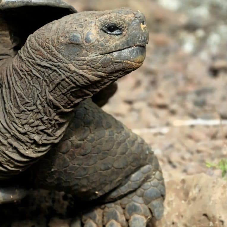 nouvelle espece tortue geante decouverte sur ile galapagos
