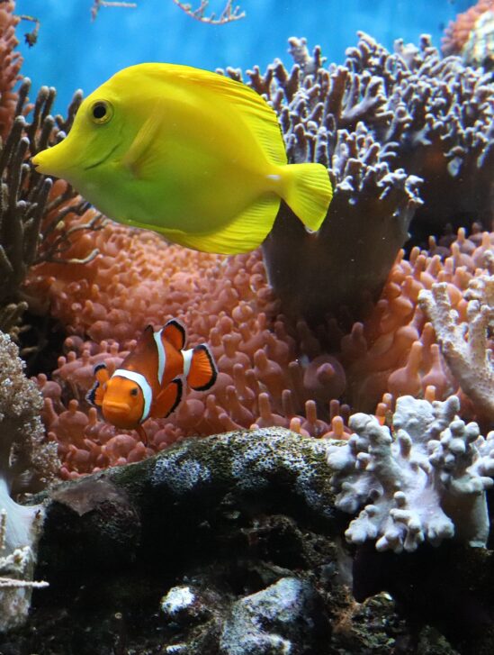 poisson coralliens perdent couleur blanchissement