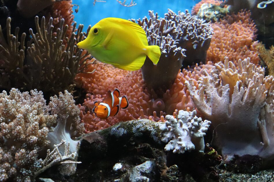 poisson coralliens perdent couleur blanchissement