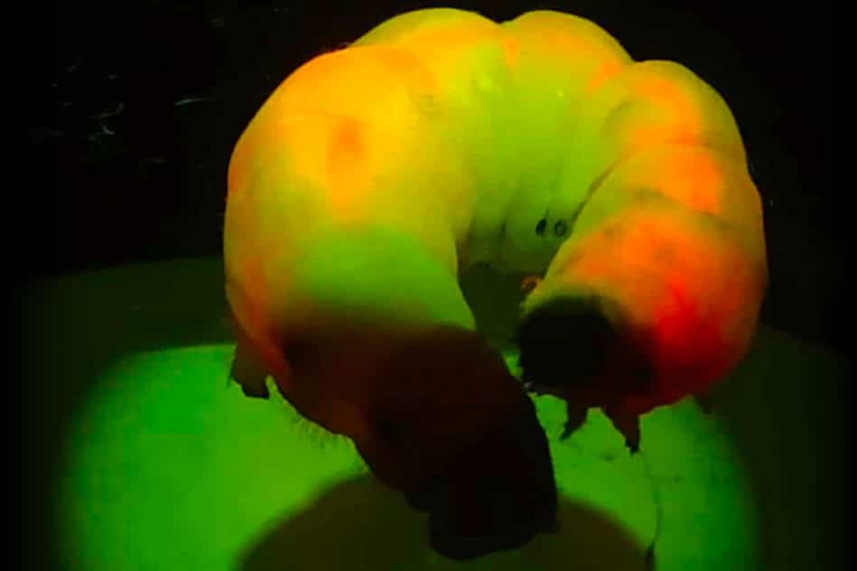 vers nourris points quantiques carbone produisent soie fluorescente