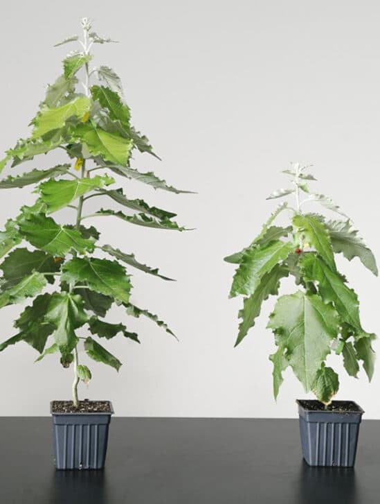 amélioration photosynthèse arbres