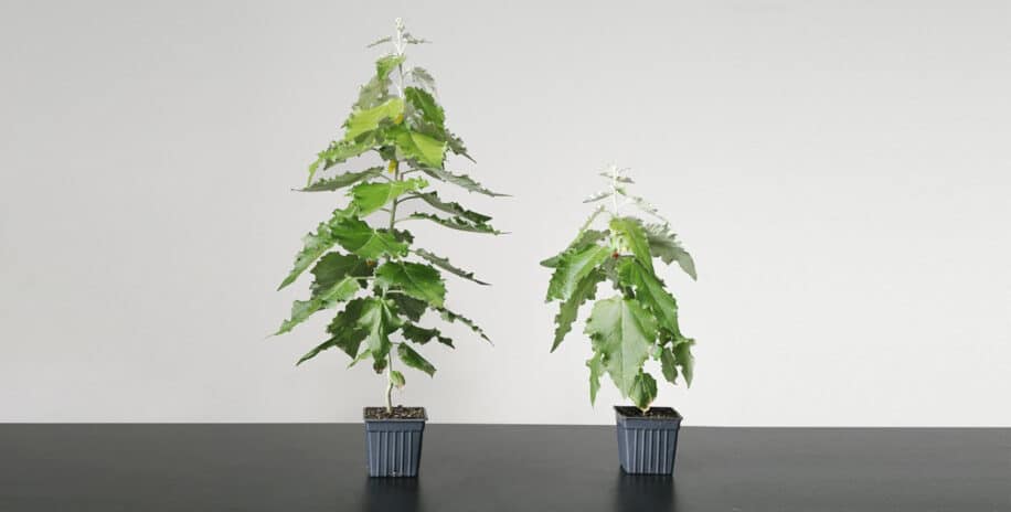 amélioration photosynthèse arbres