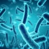 bacteries cancer prostate agressif depistage taitement couv