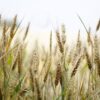 cereales origine civilisation etat