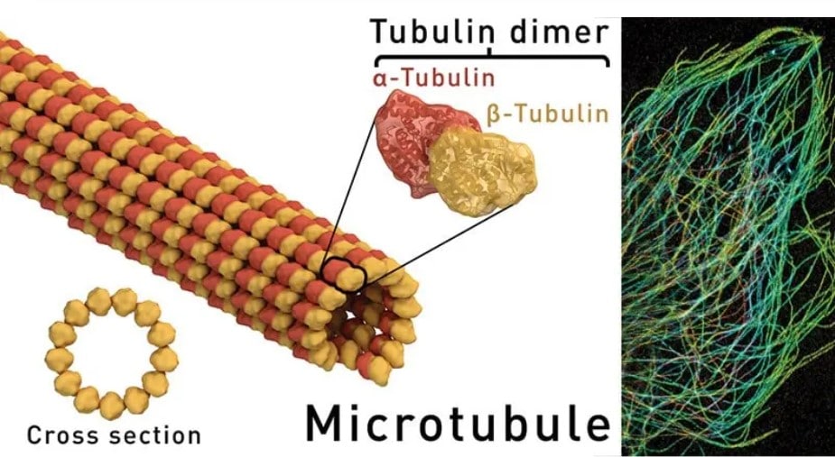 microtubules physique quantique conscience