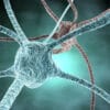 neurones synthétiques biomatériaux