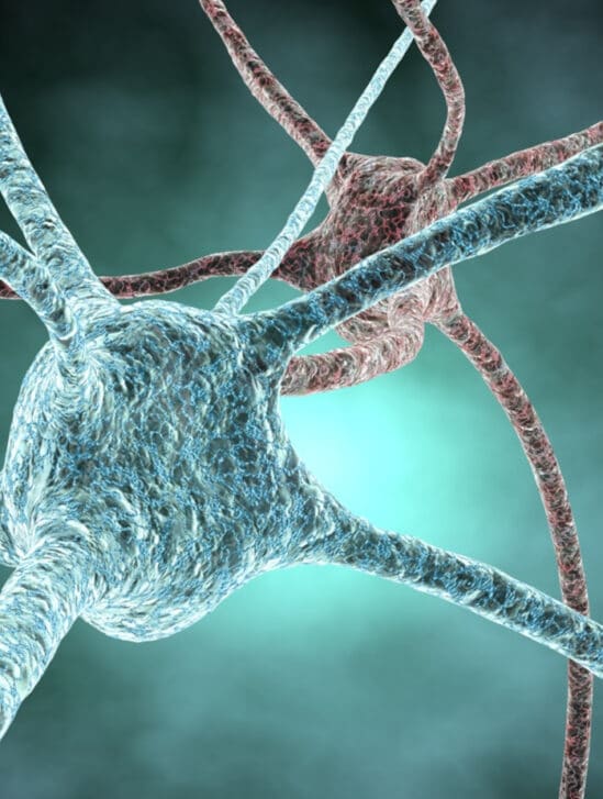 neurones synthétiques biomatériaux