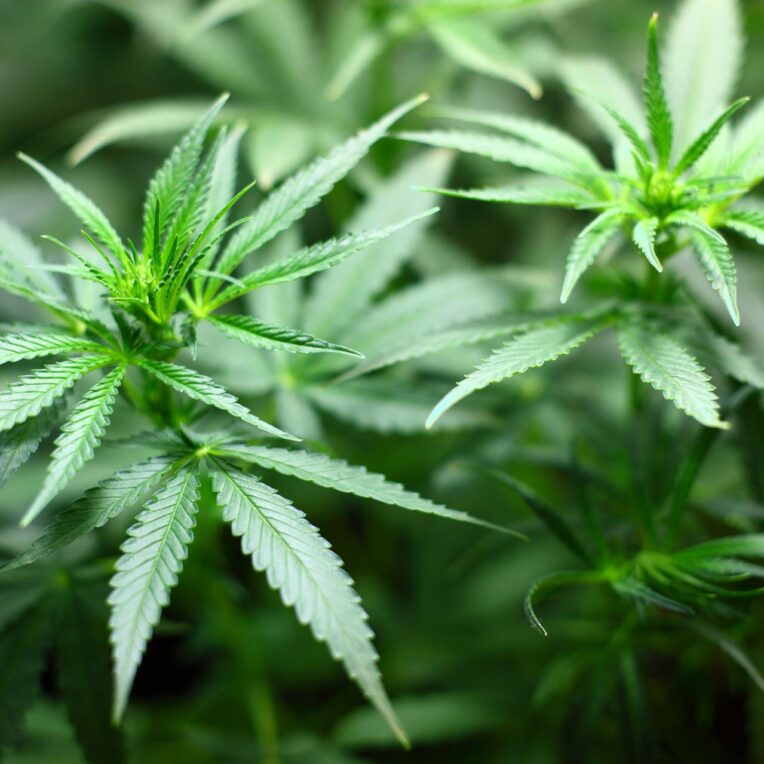 planter cannabis dans l'espace