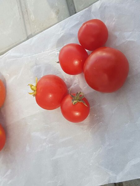 tomates génétiquement modifiées vitamine D