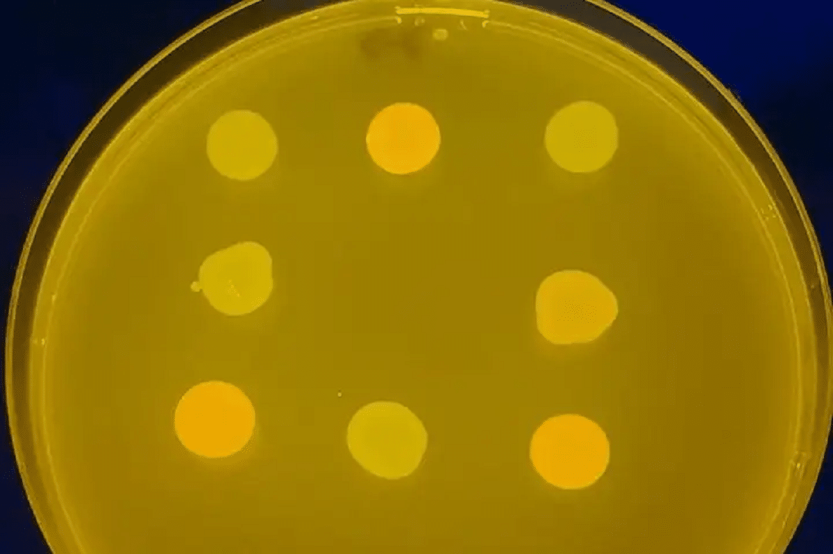 Genetisch gemodificeerde bacteriën spelen boter en kaas met wetenschappers