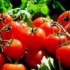 cellules solaires pérovskites lycopène tomates