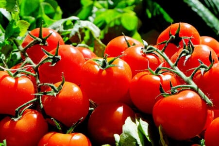 cellules solaires pérovskites lycopène tomates