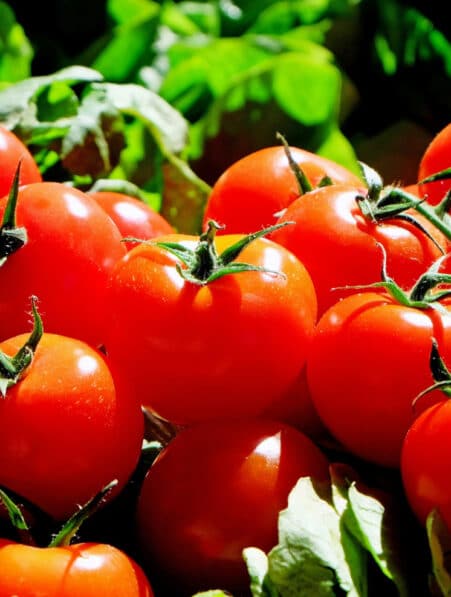 cellules solaires pérovskites lycopène tomates