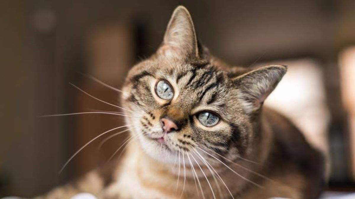 Selon une étude, les chats connaissent le nom de leurs propriétaires et de  leur congénères