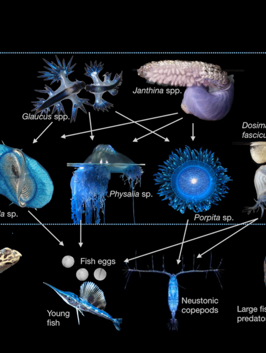 continent plastique ecosysteme inedit vie marine couv