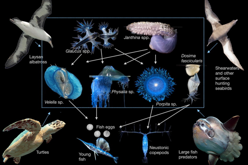 continent plastique ecosysteme inedit vie marine couv