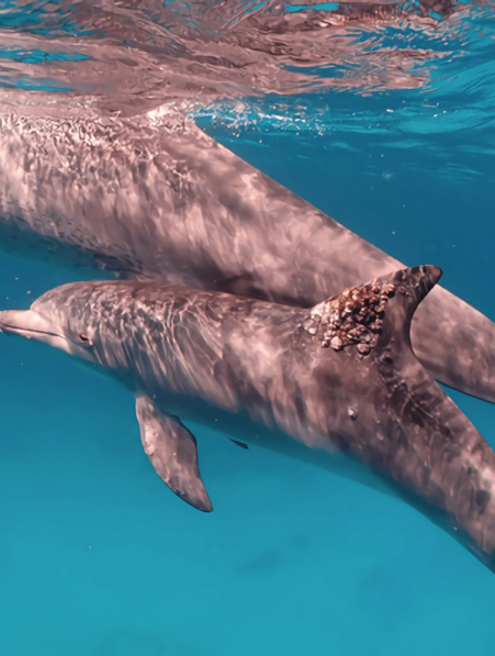 dauphins soignent peau coraux eponges