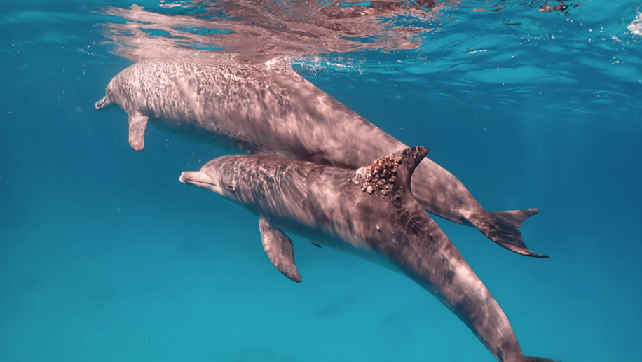 dauphins soignent peau coraux eponges