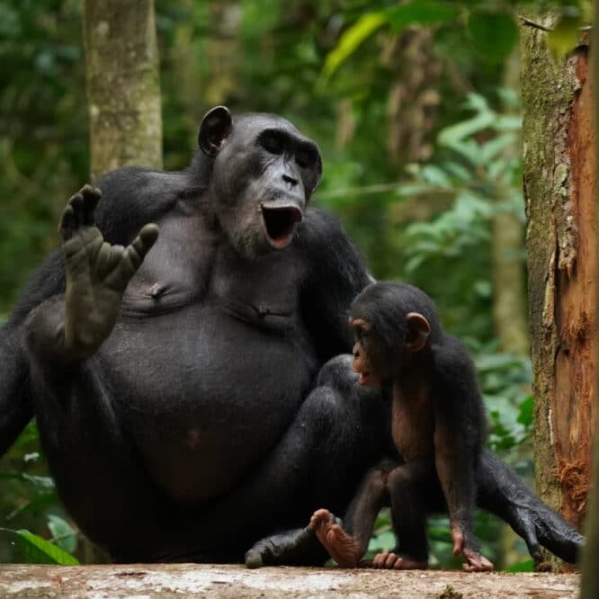 langage complexe chimpanzés