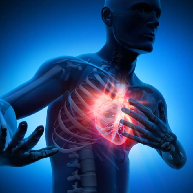 mécanisme auto-réparation cœur infarctus