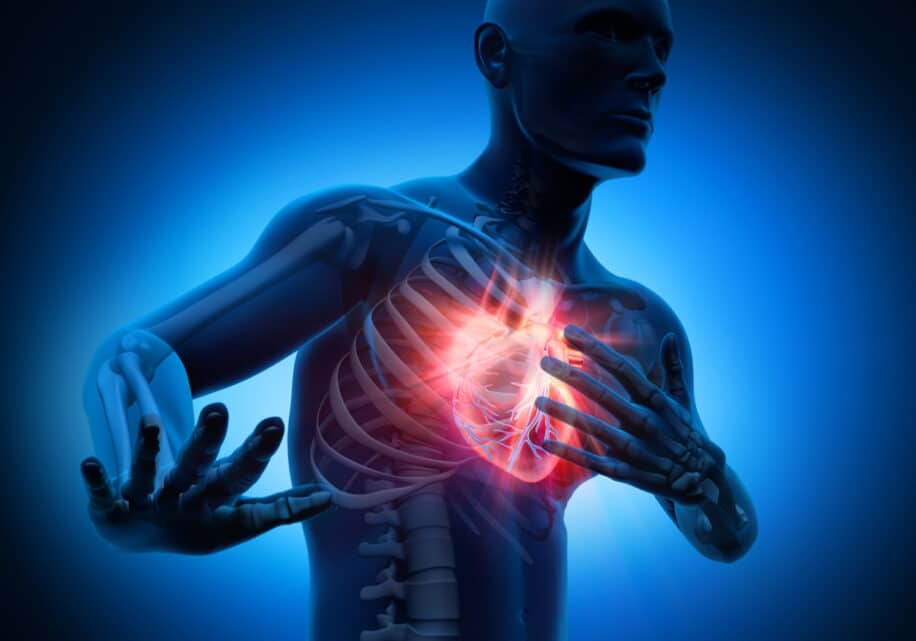 mécanisme auto-réparation cœur infarctus