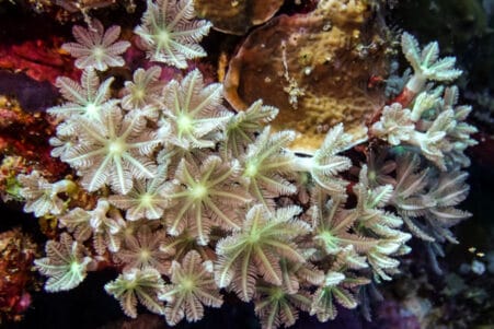 molécule anticancer coraux mous