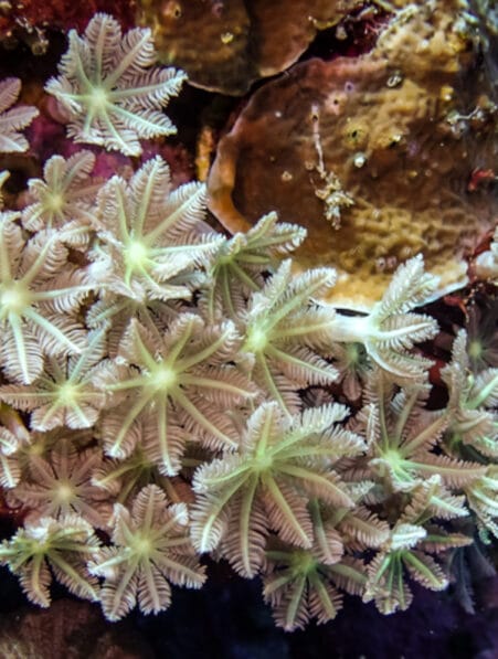 molécule anticancer coraux mous