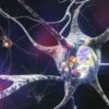 neurones specifiques mort cellulaire parkinson cible therapeutique couv