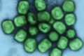 propagation virus variole singe