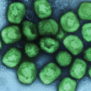 propagation virus variole singe