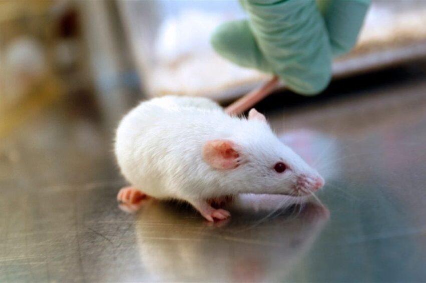 rajeunissement cerveau liquide cephalo rachidien souris couv