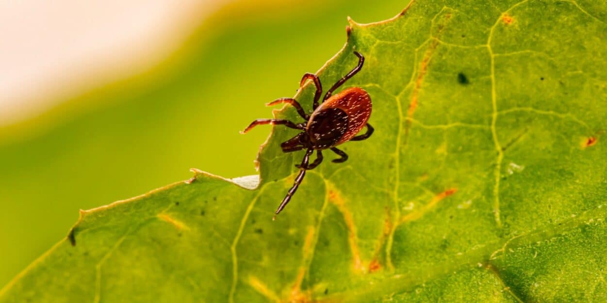 tiques role ecosysteme traitement parasite