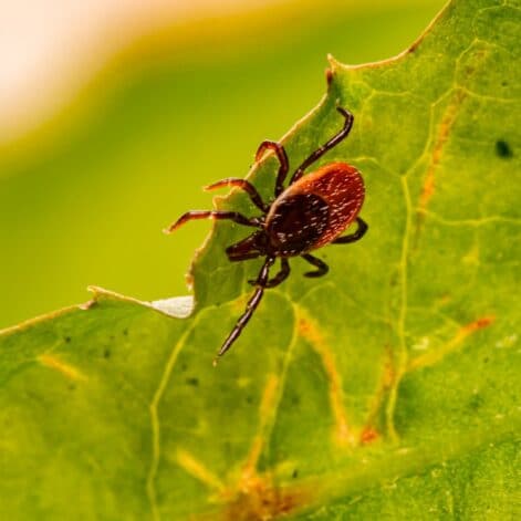 tiques role ecosysteme traitement parasite