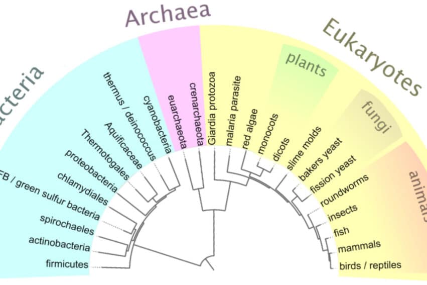 arbres évolutifs erreurs
